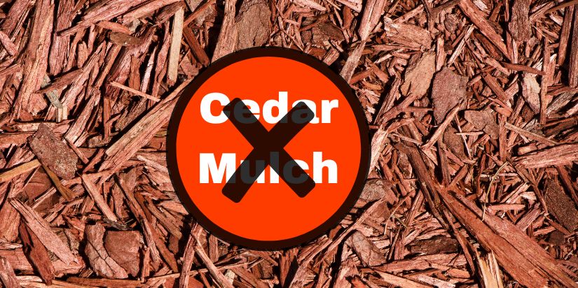 Is Cedar Wood Toxic to Cook on?