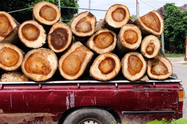 A pickup truck contains about a half cord of firewood