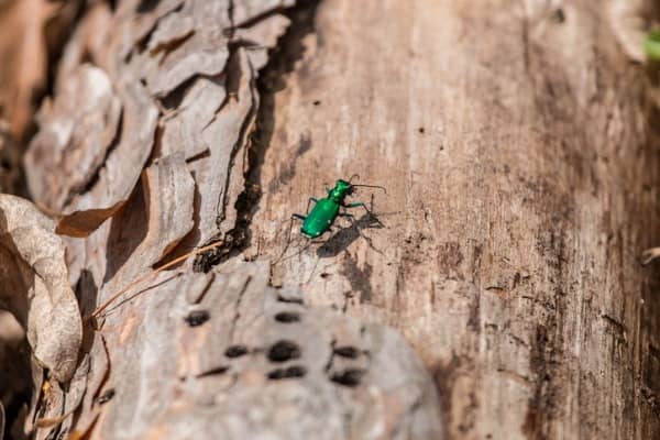 An emerald ash borer crawls across a piece of cheap firewood