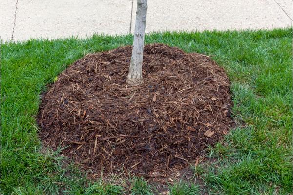 Photo of how much mulch is needed around a tree