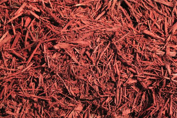 Red mulch covers the ground.