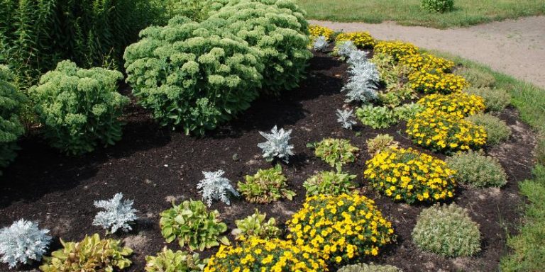 Knowing what mulch is best can be difficult, but plain mulch often complements flowers like these