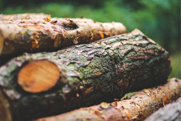 Bark covers a fresh log