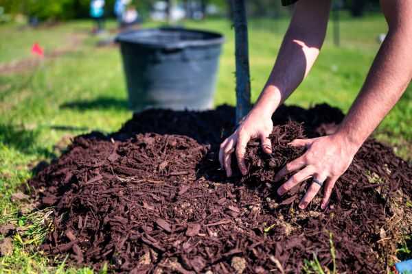 Woman uses her hands to spread premium mulch