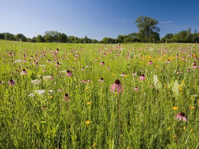 Countryside in Wayne, IL