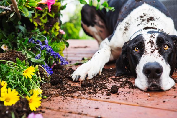 A dog on a porch after digging up a garden bed