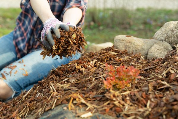 A person laying brown mulch