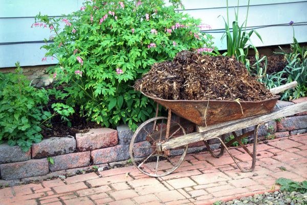 A wheelbarrow of low-quality mulch