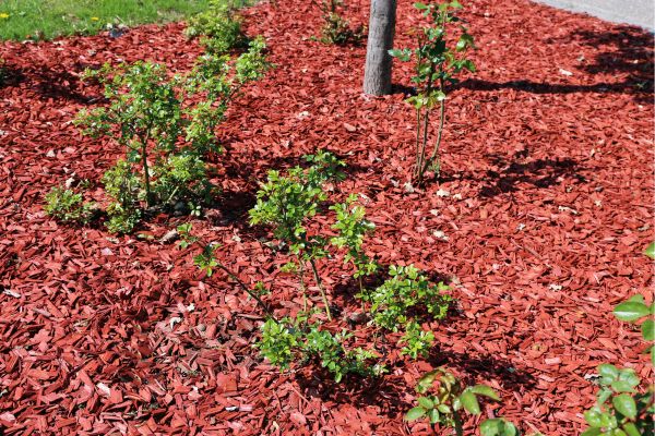 Green plants stand out against red mulch