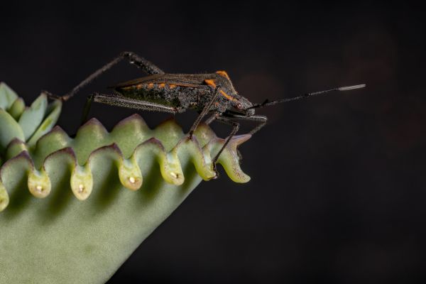 Close-up of a bug on a plant