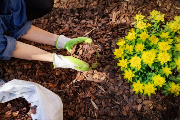 A woman is laying garden mulch in a flowerbed with her hands