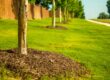 A row of trees surrounded by green grass, sidewalk, and a road.