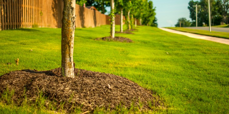 A row of trees surrounded by green grass, sidewalk, and a road.