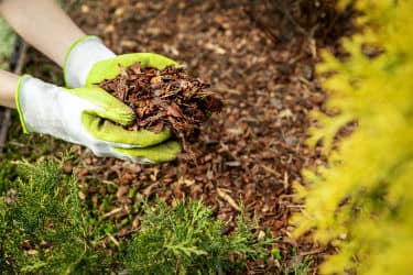 Bulk Bark Mulch being spread on the ground using gloves.